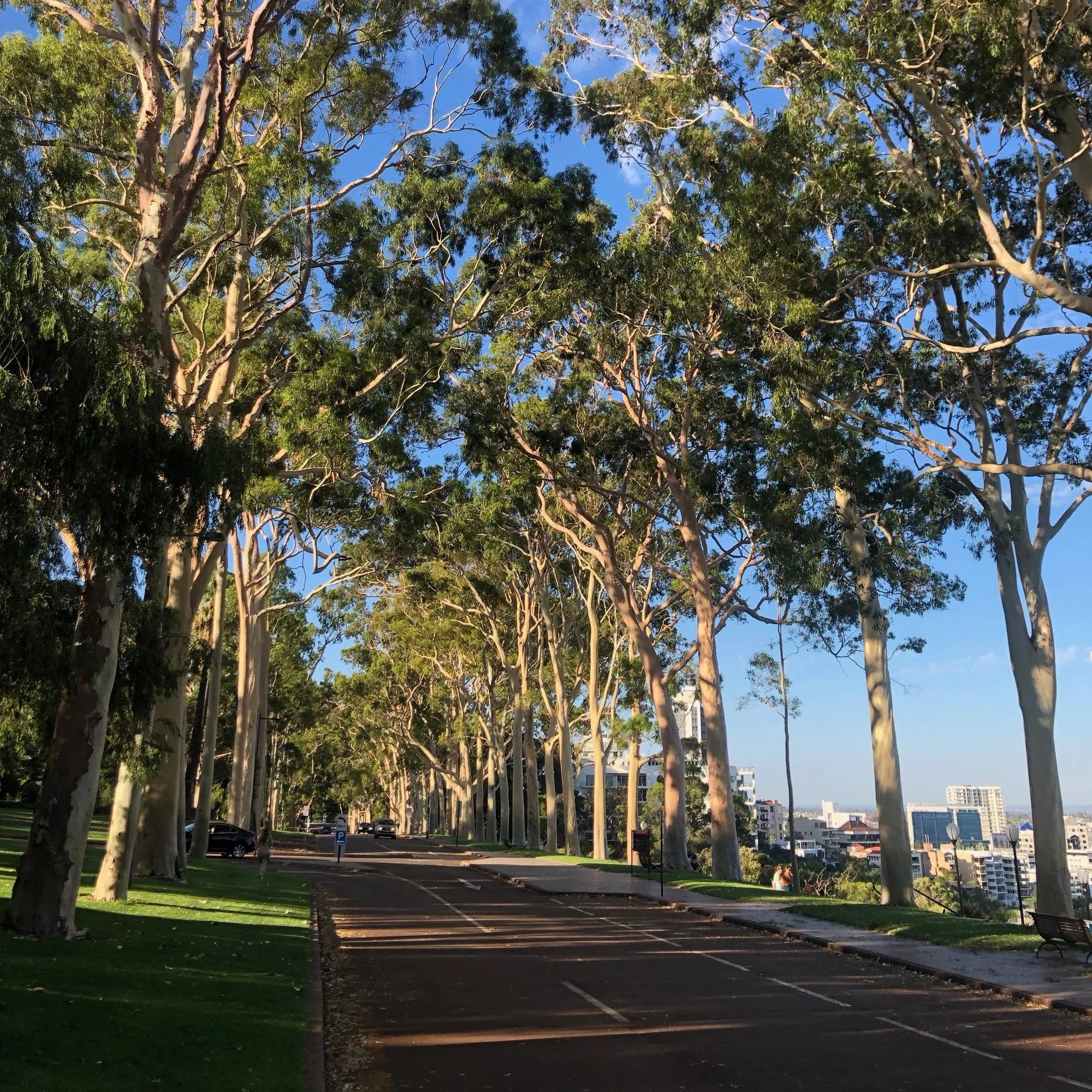 Lemon Scented Gum 14”x6.5” — view 4