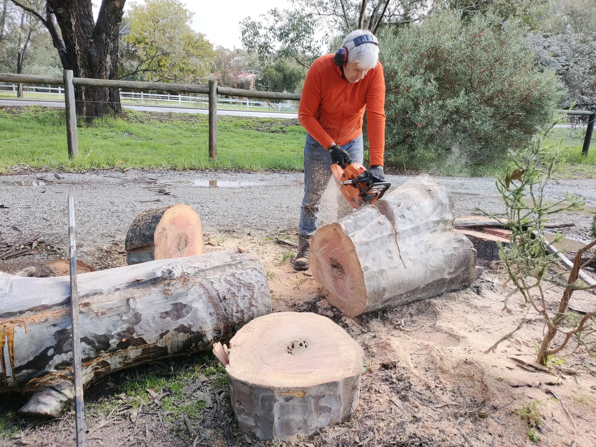 Lemon Scented Gum 14”x6.5” — view 6