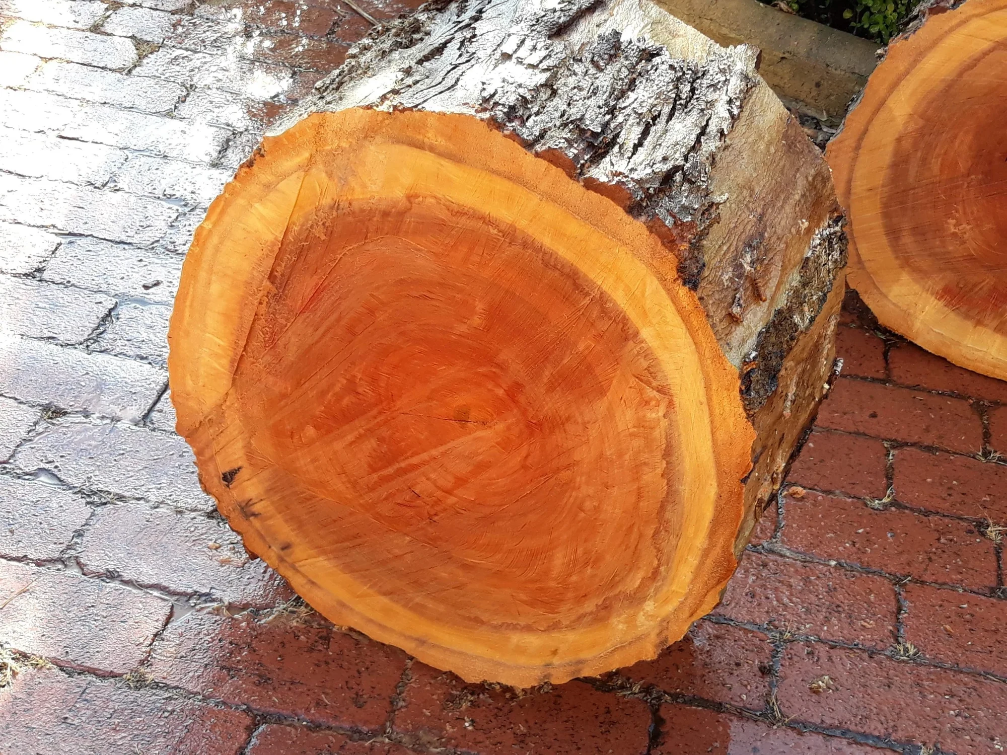 River Red Gum 13”x7” (Gloss) — view 3