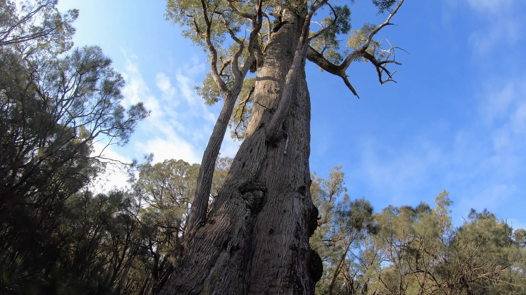 Jarrah tree