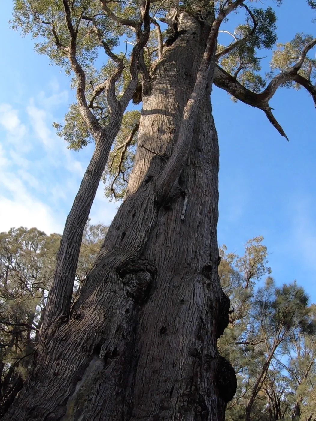 How to Identify a Jarrah