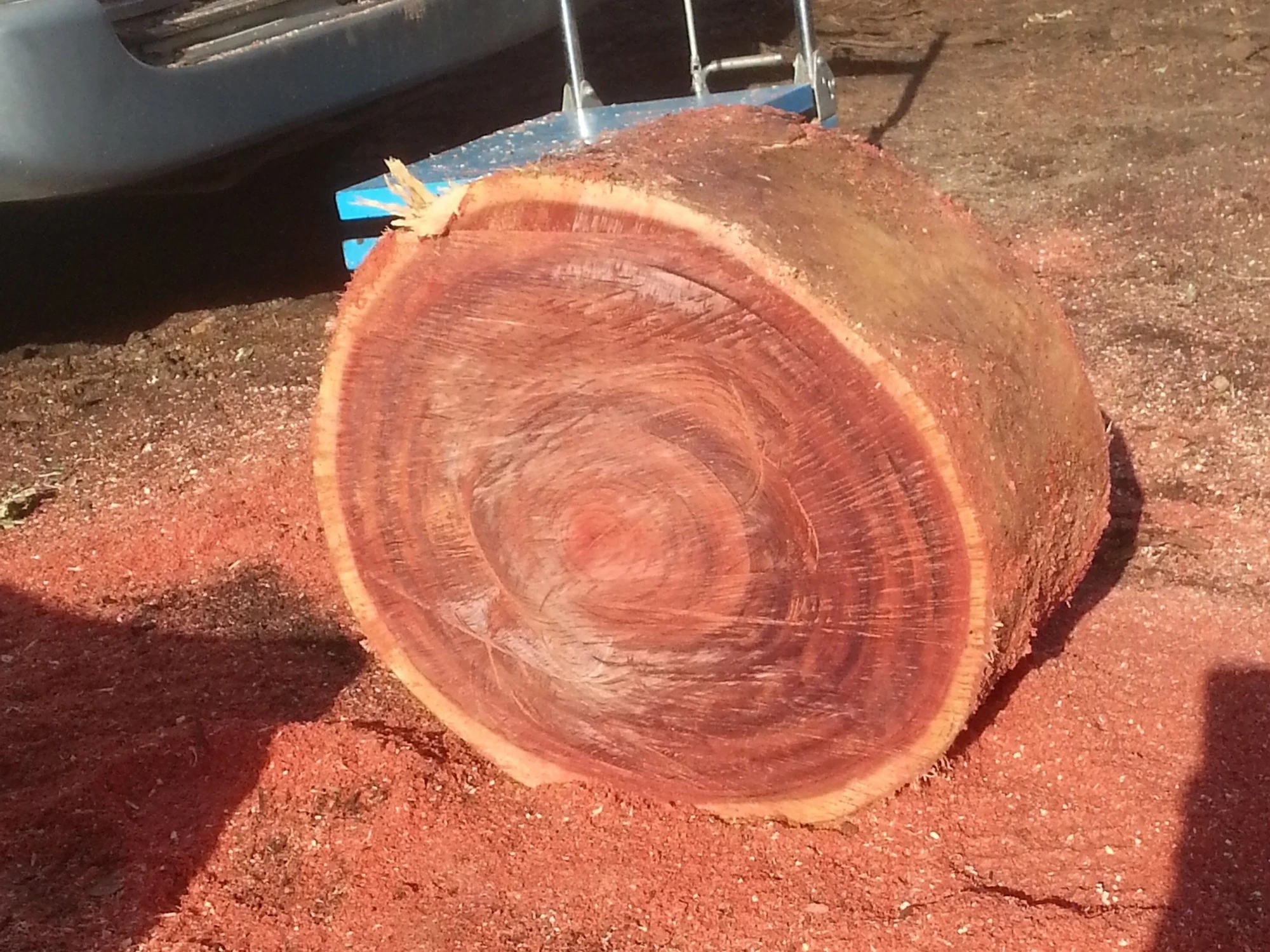 "The Mighty Jarrah"