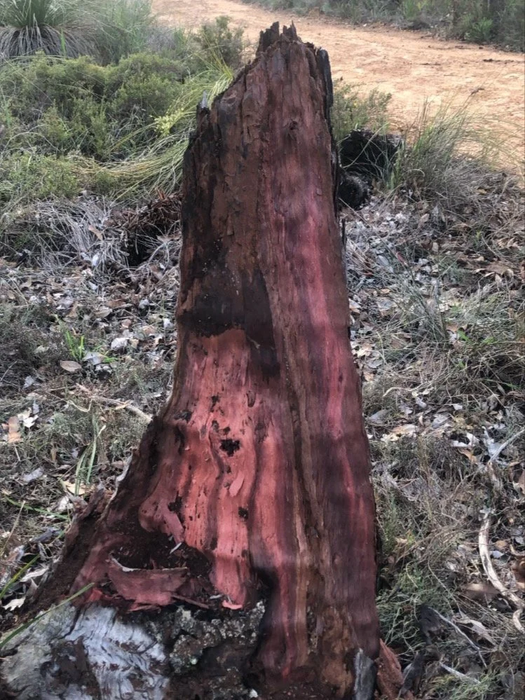 Jarrah shell
