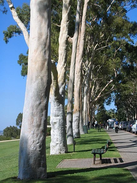 Lemon Scented Gum tree