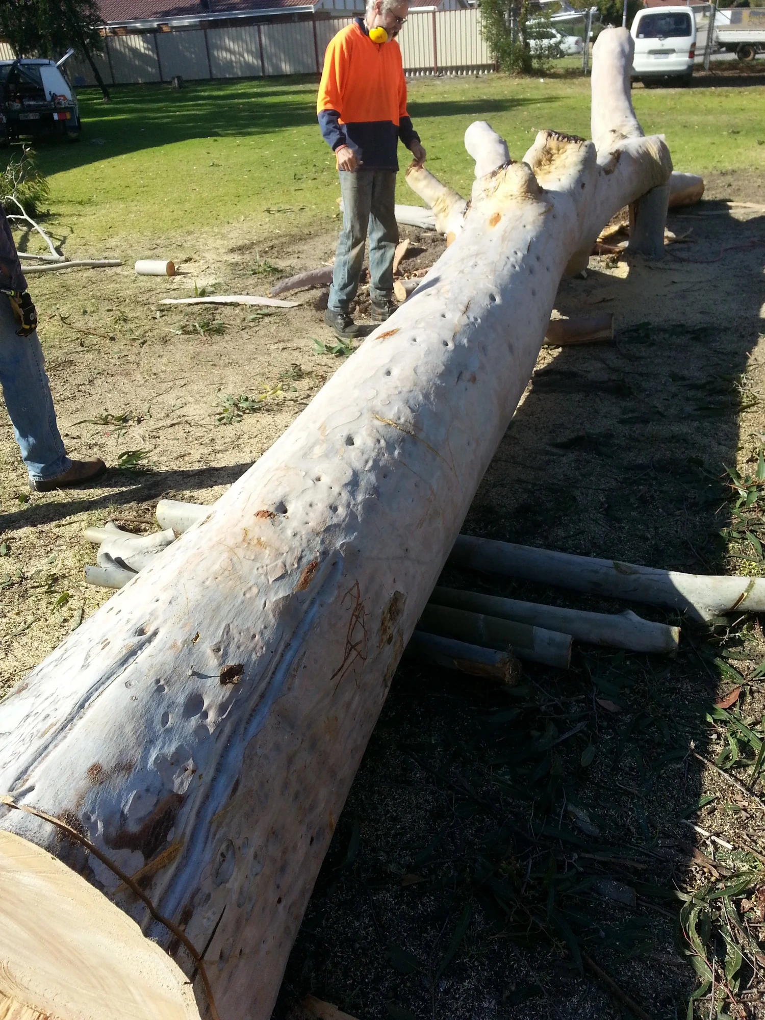 Milling a lemon-scented gum log