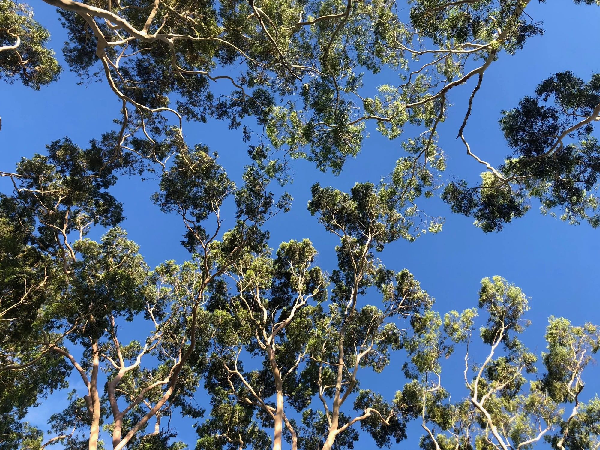 Lemon-scented gum canopy
