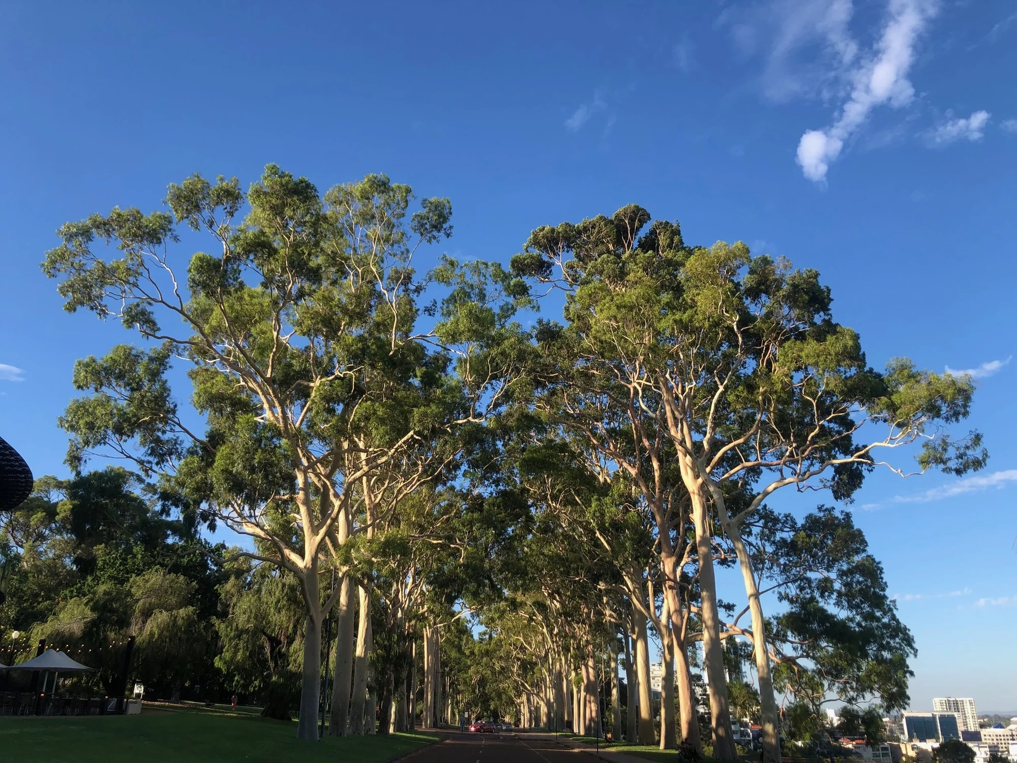 Stand of lemon-scented gum trees