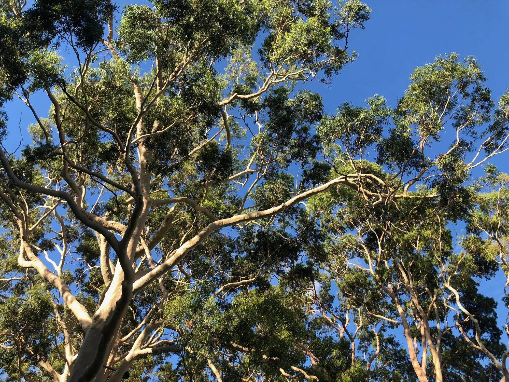Tall lemon-scented gum tree