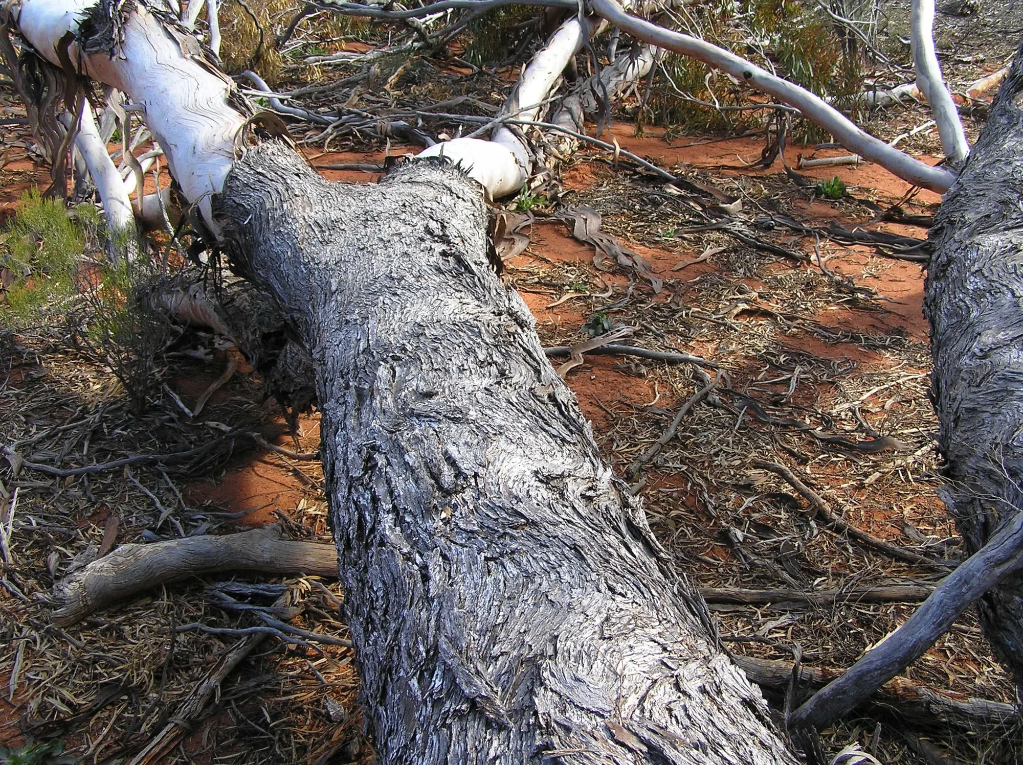 Red Morrel tree