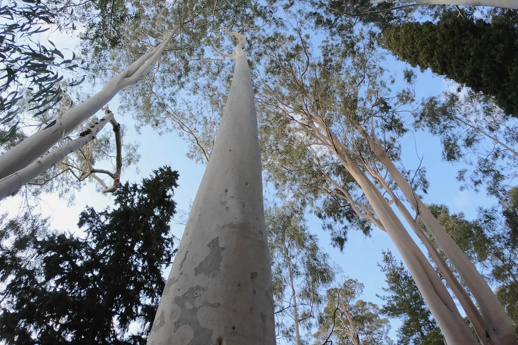 Spotted Gum tree