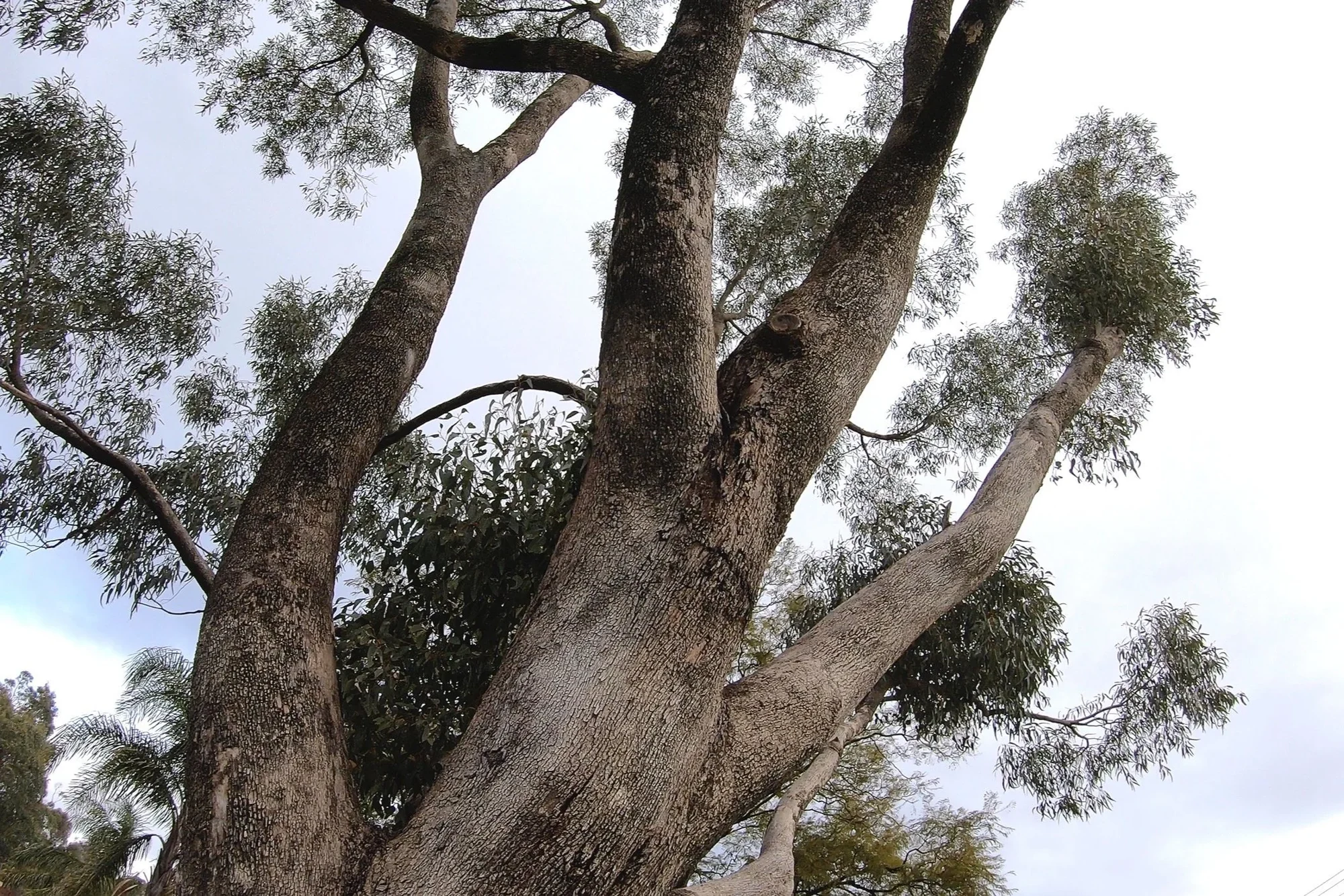 Tuart tree
